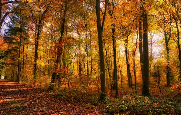 Picture road, autumn, forest, light, trees, Park, foliage, alley
