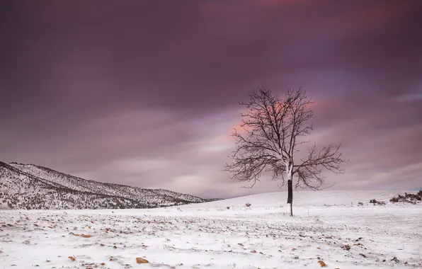 Winter, field, landscape, tree
