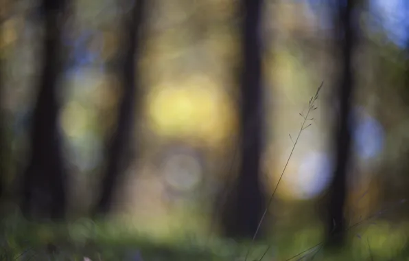 Grass, macro, glare, focus, blur, Stem