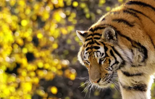 Mustache, face, tiger, is, striped, looks