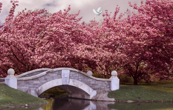 Trees, bridge, Park, river, spring, garden, flowering, pink