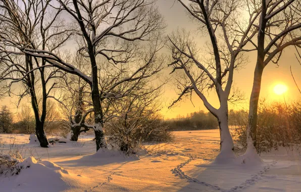 Winter, the sun, snow, trees