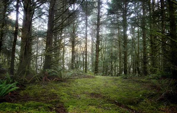 Forest, national Park, Fort Stevens, Oregon coast