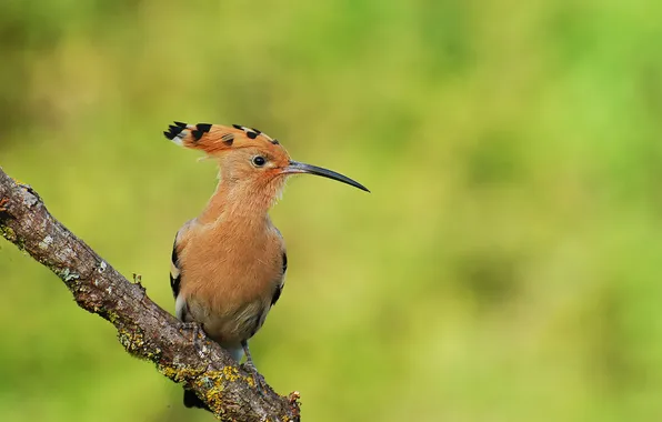 Picture bird, branch, beak, crest, Upupa epops, Hoopoe