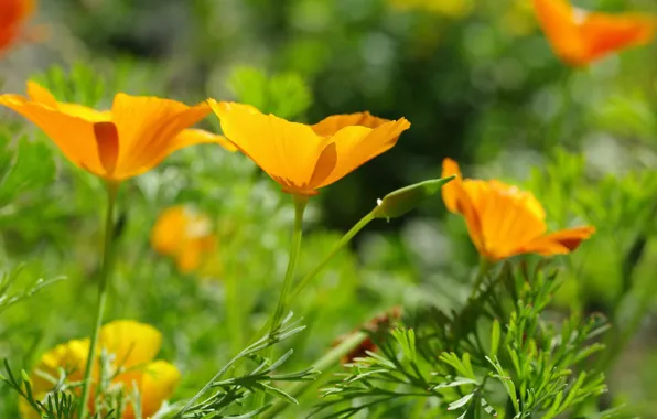 Summer, flowers, nature, beauty, cottage, flora, July, escholzia