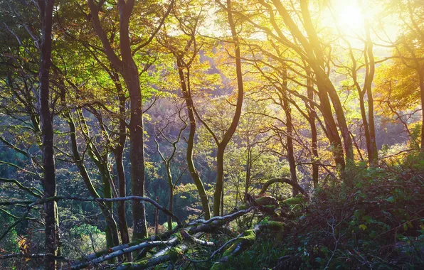 Picture Dawn, Ireland, Ireland, Antrim County, Sunset County Antrim, Glenariff Forest Park, Glenariff Forest Park