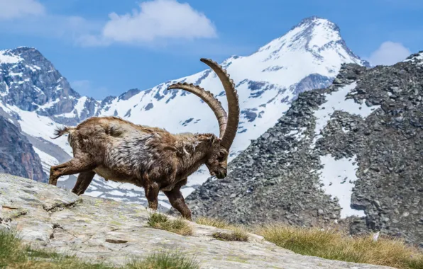 The sky, clouds, mountains, horns, mountain goat