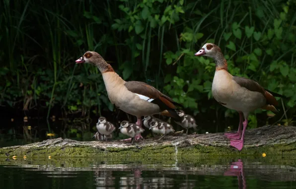 Birds, thickets, shore, pair, Chicks, pond, goose, geese
