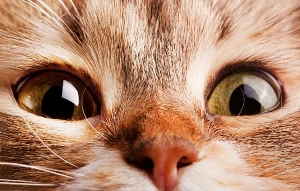 Cat, eyes, cat, nose, muzzle, eyes