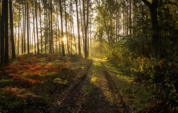 Road, forest, summer, the sun, rays, light, trees, branches