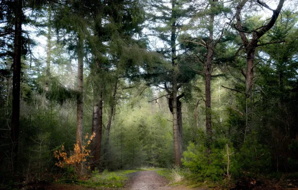 Picture road, forest, nature