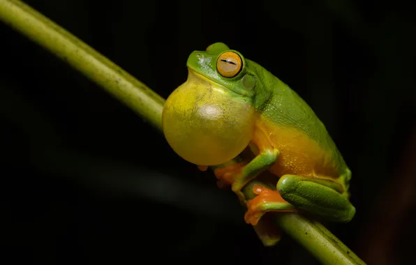 The dark background, frog, branch, bubble, green