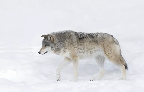 Nature, predator, animal, wolf, wildlife, Canis lupus., portrait.
