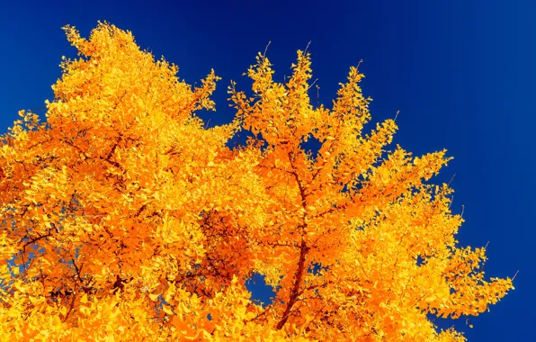 Picture the sky, leaves, trees