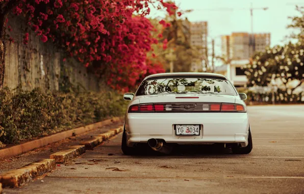 Picture flowers, tuning, back, white, Silvia, Nissan, white, Nissan