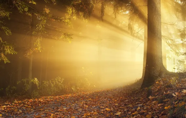 Picture autumn, forest, the sun, light, trees, branches, nature, tree