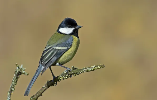 Picture branches, bird, tit