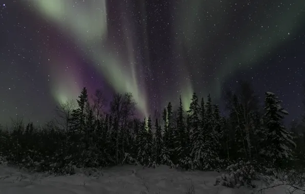 Winter, the sky, stars, trees, night, Northern lights, Northern Canada