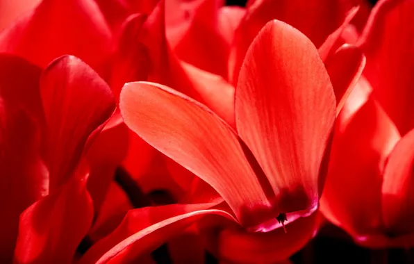 Flowers, red, nature, lepecki
