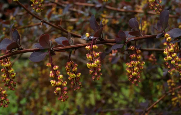 Summer, flowers, plants, branch, the bushes, barberry