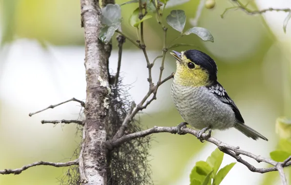 Branch, bird, baby