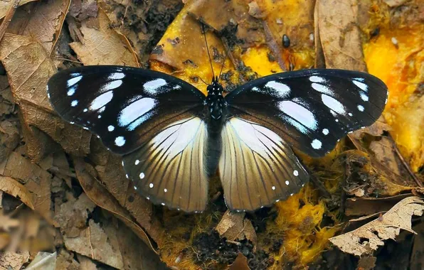 Microsemi, butterfly, wings, insect, beautiful, closeup, fallen leaves