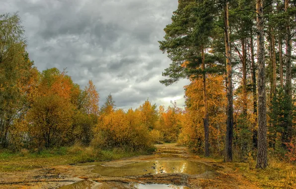 Road, autumn, forest