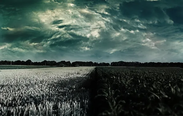 Field, the sky, color, nature, plants, horizon