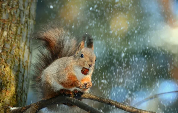 Winter, snow, nature, tree, animal, branch, walnut, protein