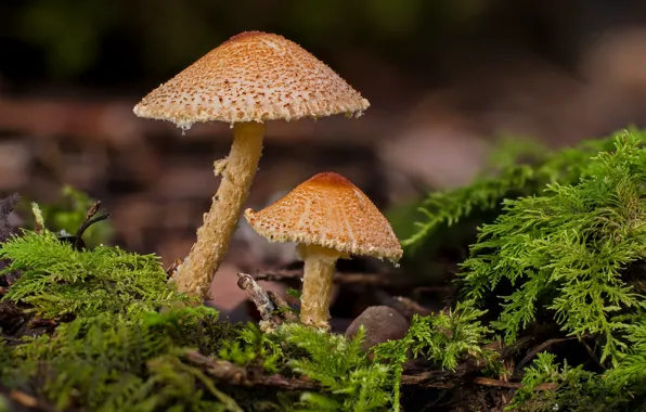 Mushrooms, moss, a couple, bokeh