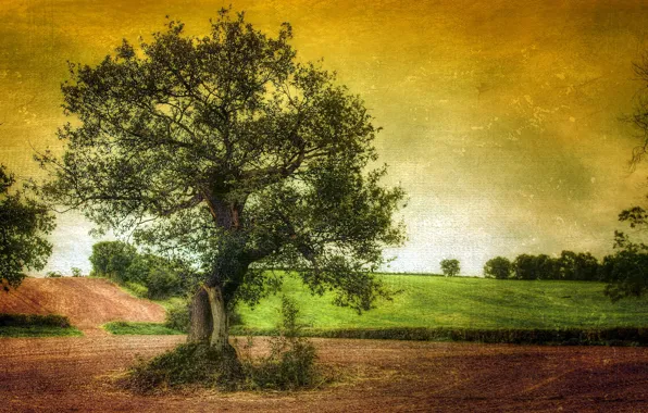 Landscape, style, background, tree