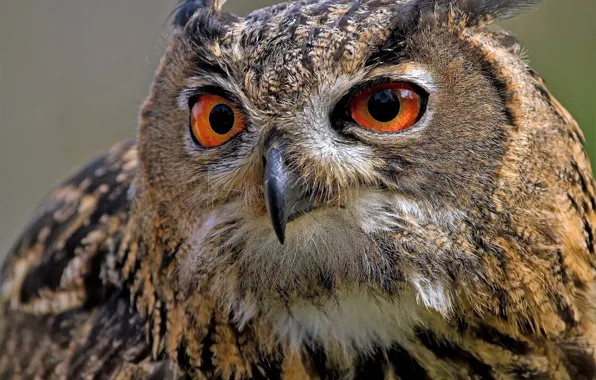 Look, owl, bird, eyes, Owl