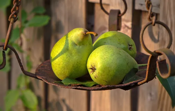 Metal, the fence, garden, green, chain, three, trio, pear