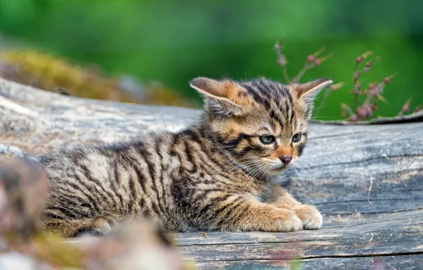 Cat, cat, nature, green, kitty, background, baby, lies