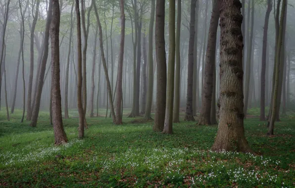 Picture greens, forest, trees, flowers, nature, fog, glade, spring
