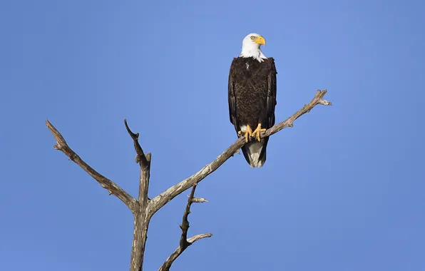 Picture trees, branches, eagle, bald eagle, wildlife
