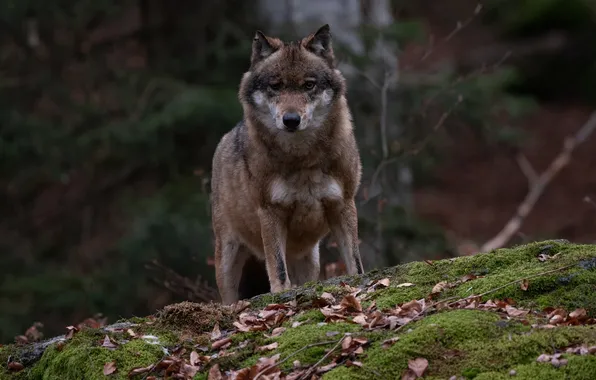 Predator, nature, snow, face, animal, wolf, canis lupus, wildlife