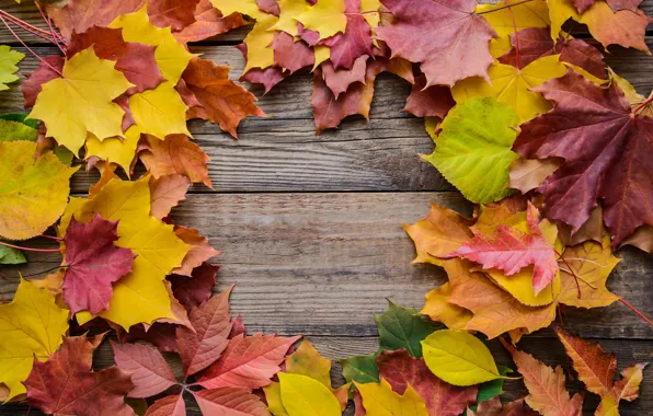 Autumn, leaves, background, colorful, rainbow, maple, wood, autumn