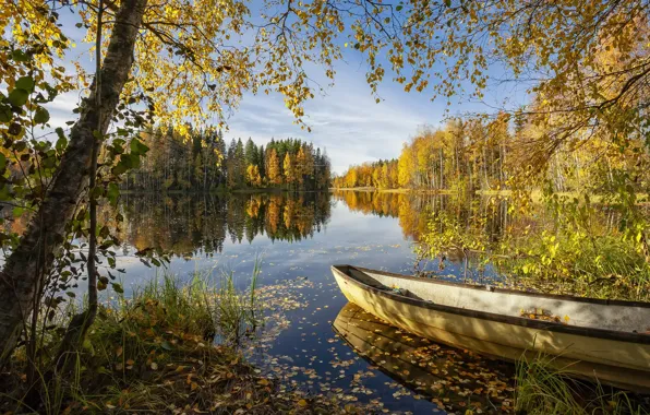 Forest, summer, lake, boat