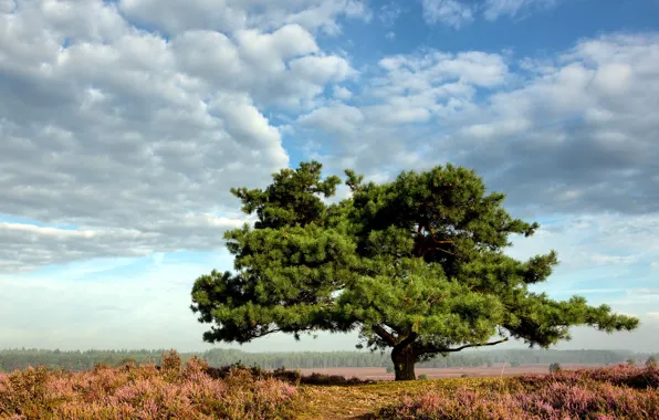Field, summer, trees, landscape