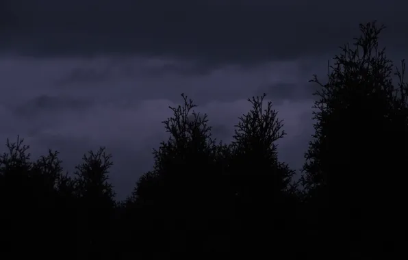 Picture forest, the sky, trees, clouds, nature, twilight