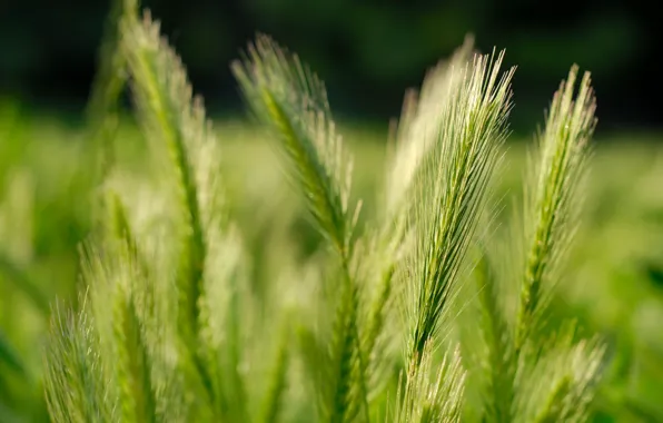 Picture wheat, field, nature, grain, ears, grass, fields, macro