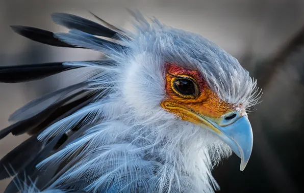 Bird, portrait, beak, Secretary, Secretary bird, yastrebovskaya