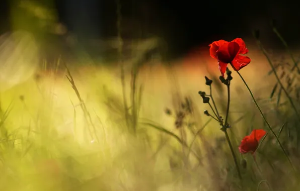 Flower, summer, grass, rays, light, flowers, the dark background, Mac