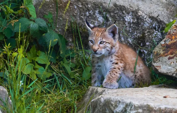 Grass, look, leaves, stones, baby, lynx, face, sitting