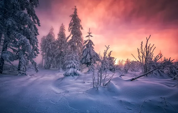 Picture winter, forest, snow, morning, South-West Germany, the black forest, Baden-württemberg