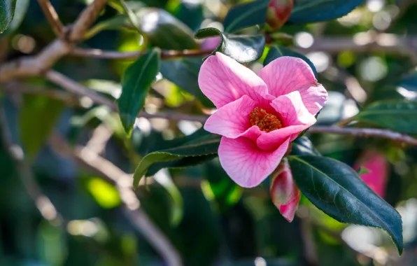 Picture leaves, light, flowers, branches, spring, pink, buds, flowering