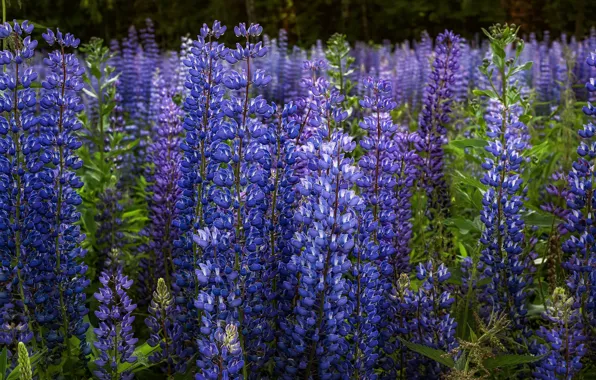 Summer, flowers, thickets, meadow, blue, a lot, lilac, bokeh