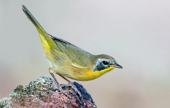 Picture bird, beak, tail, Yellow - throated Crooner