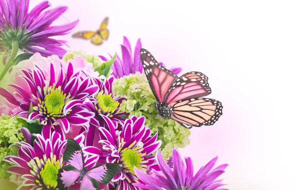 Butterfly, flowers, chrysanthemum, leaves